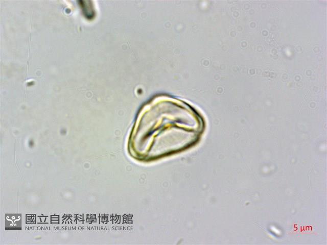 疏脈赤楠藏品圖，第2張