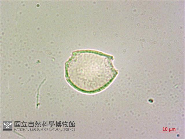 呂宋毛蕊木藏品圖，第2張