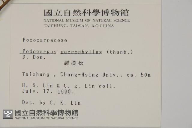 大葉羅漢松藏品圖，第2張