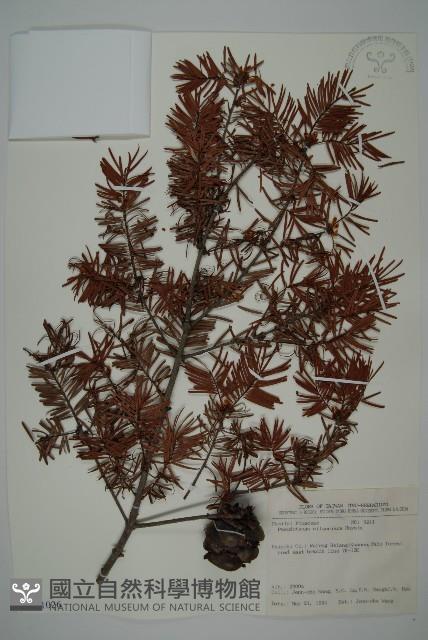 臺灣黃杉藏品圖，第1張