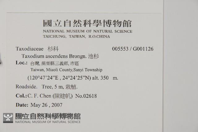 池杉藏品圖，第2張