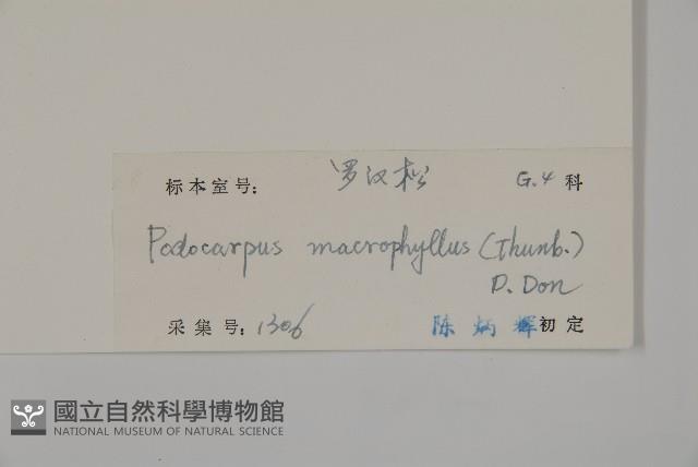 大葉羅漢松藏品圖，第2張