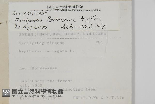 刺柏藏品圖，第2張