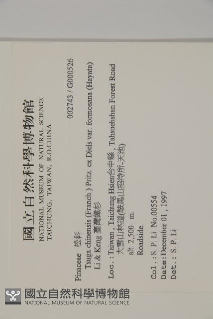 臺灣鐵杉藏品圖，第2張