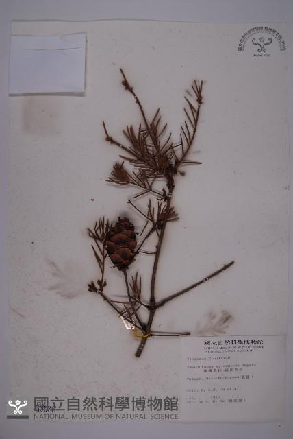 臺灣黃杉藏品圖，第1張