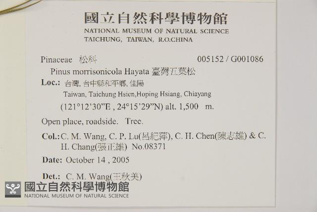 臺灣五葉松藏品圖，第2張