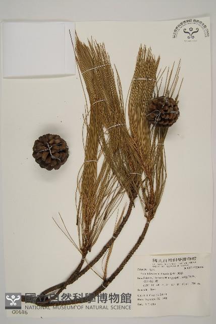 臺灣二葉松藏品圖，第1張