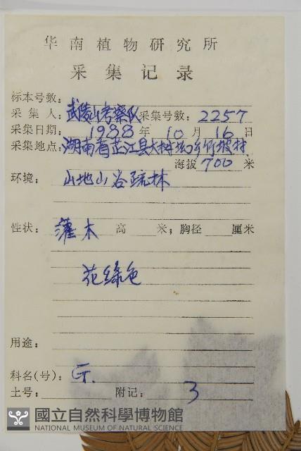 篦子三尖杉藏品圖，第2張