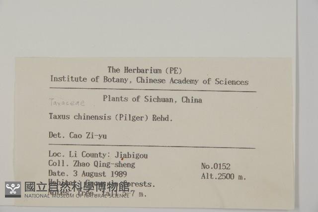 紅豆杉藏品圖，第2張