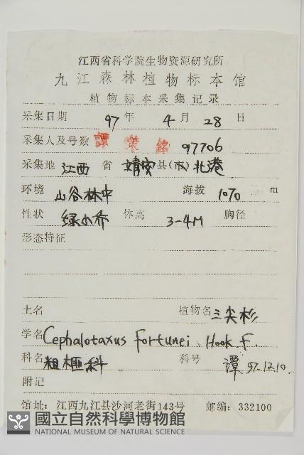 三尖杉藏品圖，第2張