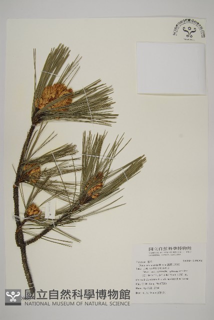 臺灣二葉松藏品圖，第4張