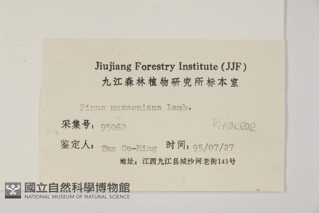 馬尾松藏品圖，第2張