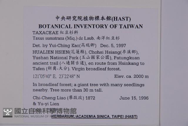 臺灣紅豆杉、紫杉、南方紅豆杉藏品圖，第2張