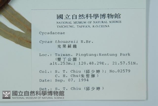光果蘇鐵藏品圖，第2張