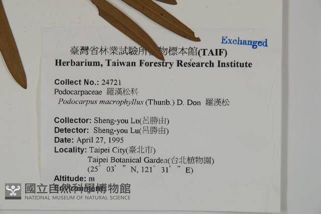 大葉羅漢松藏品圖，第2張