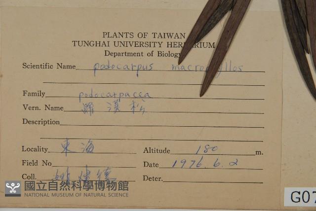 大葉羅漢松藏品圖，第2張