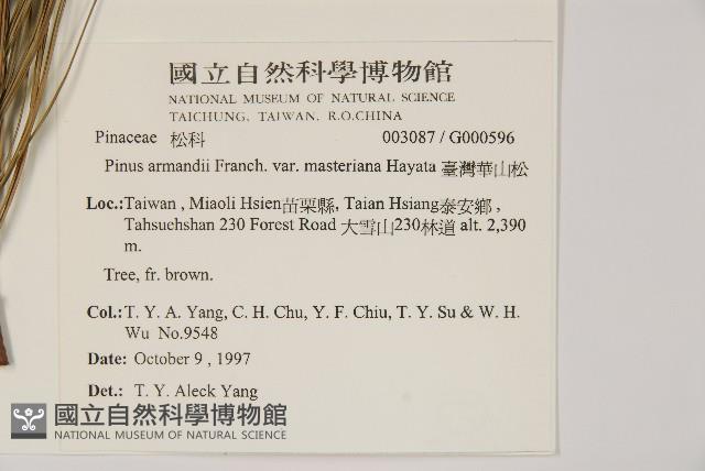 臺灣華山松藏品圖，第2張