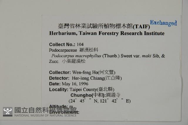 小葉羅漢松藏品圖，第2張