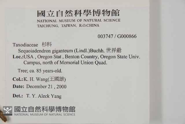 世界爺藏品圖，第2張
