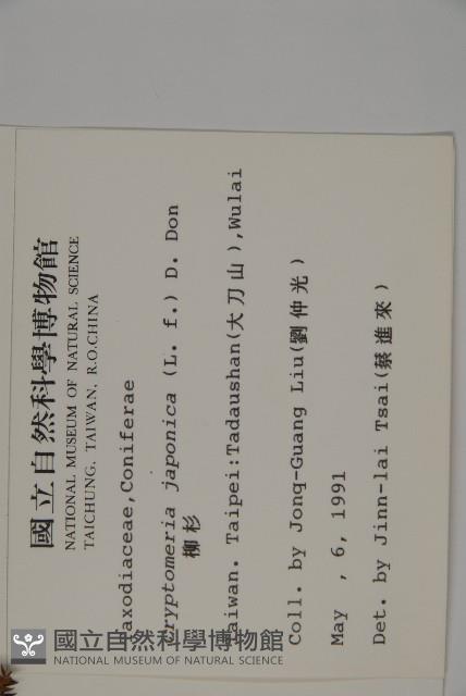 柳杉藏品圖，第2張