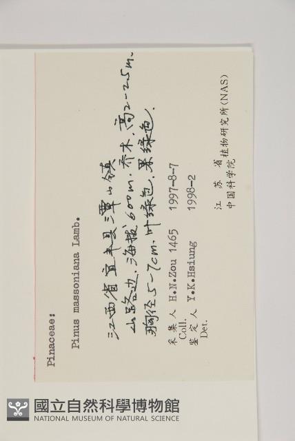 馬尾松藏品圖，第2張