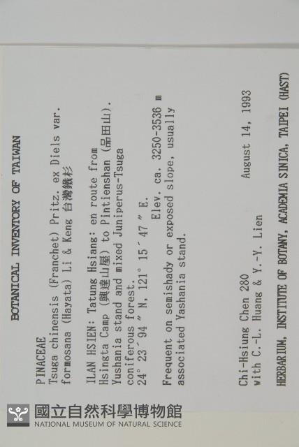 臺灣鐵杉藏品圖，第2張