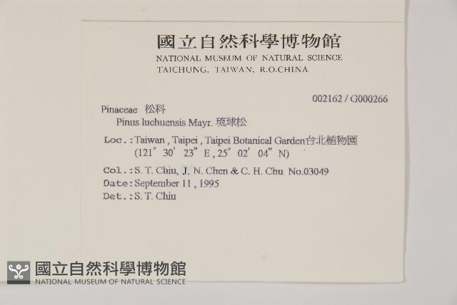 琉球松藏品圖，第2張