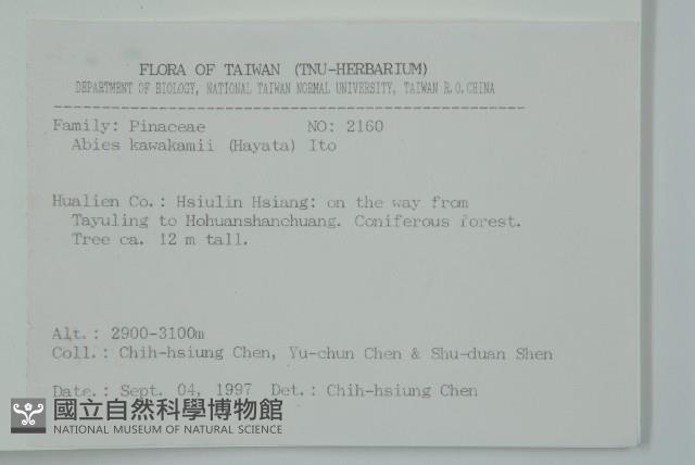 臺灣冷杉藏品圖，第2張