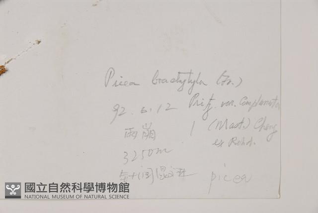 油麥吊雲杉藏品圖，第2張