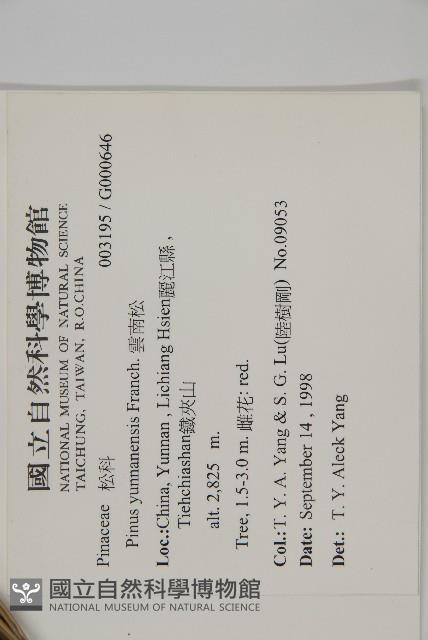 雲南松藏品圖，第2張