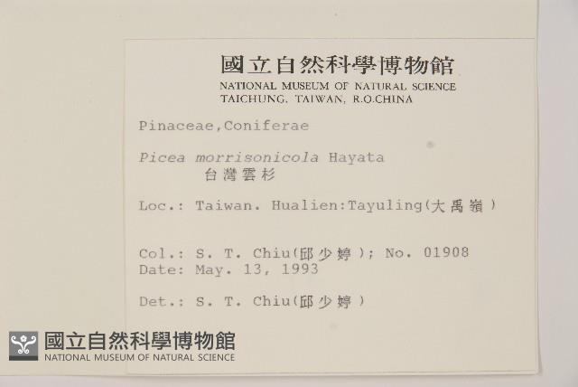 臺灣雲杉藏品圖，第2張