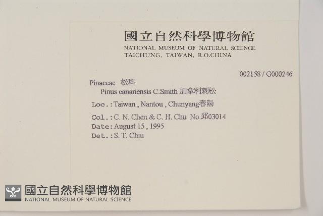 加拿利刺松藏品圖，第2張