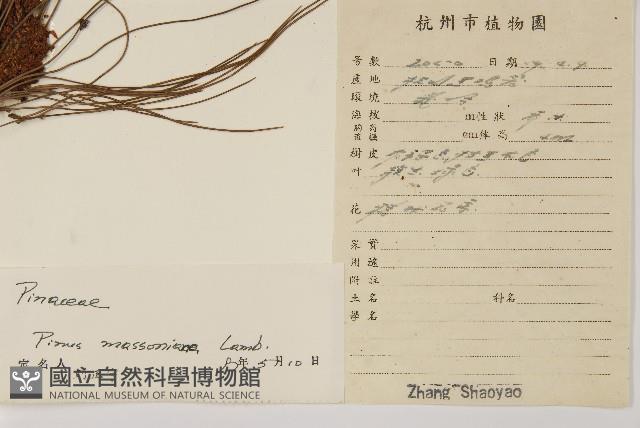 馬尾松藏品圖，第2張