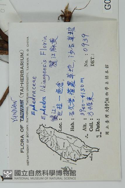 匍枝兩江麻黃藏品圖，第2張