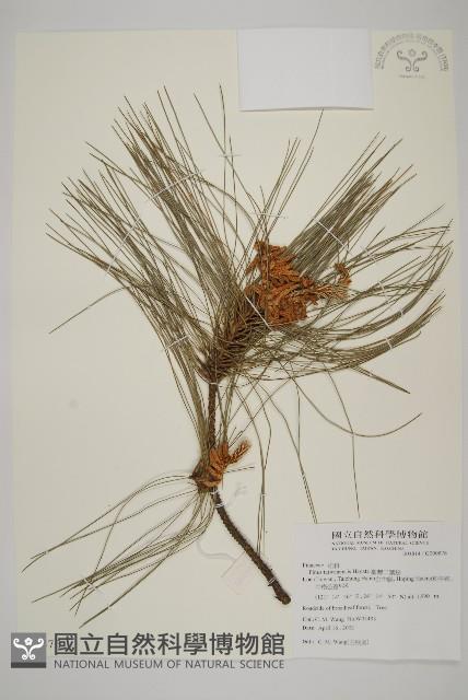 臺灣二葉松藏品圖，第1張