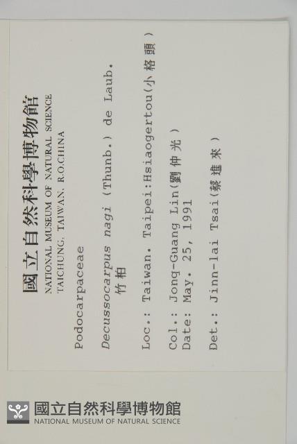 竹柏、南攻竹柏藏品圖，第2張