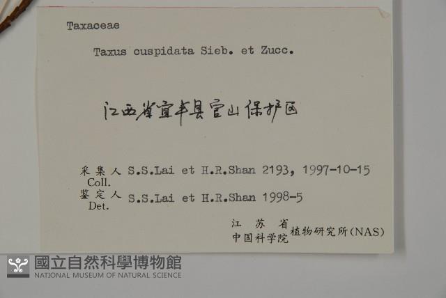 東北紅豆杉藏品圖，第2張