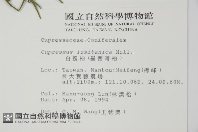 白粉柏藏品圖，第2張