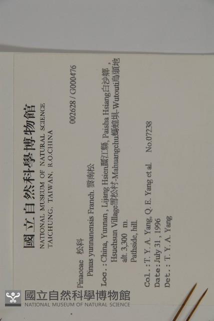 雲南松藏品圖，第2張