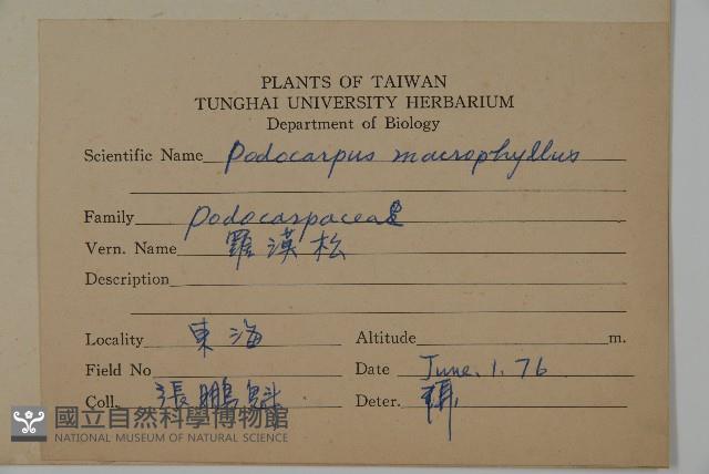 大葉羅漢松藏品圖，第2張
