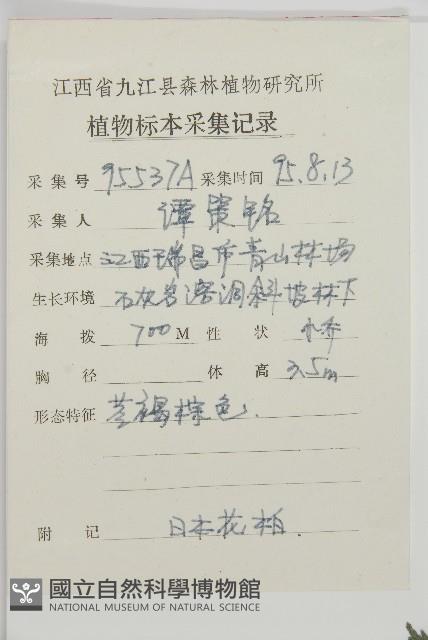 日本花柏藏品圖，第2張