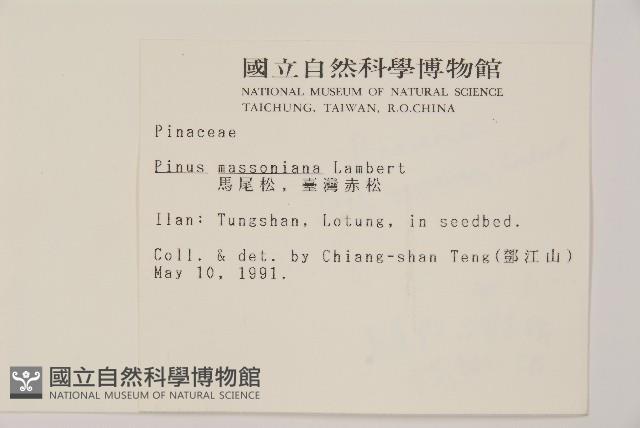 馬尾松藏品圖，第2張