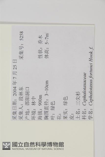 三尖杉藏品圖，第2張