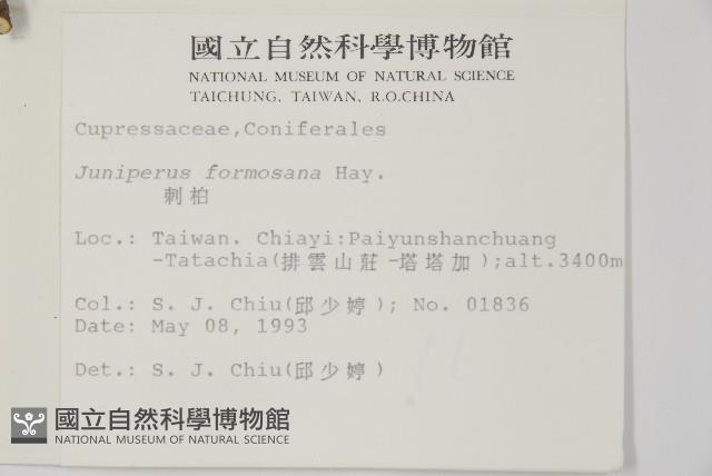 刺柏藏品圖，第2張