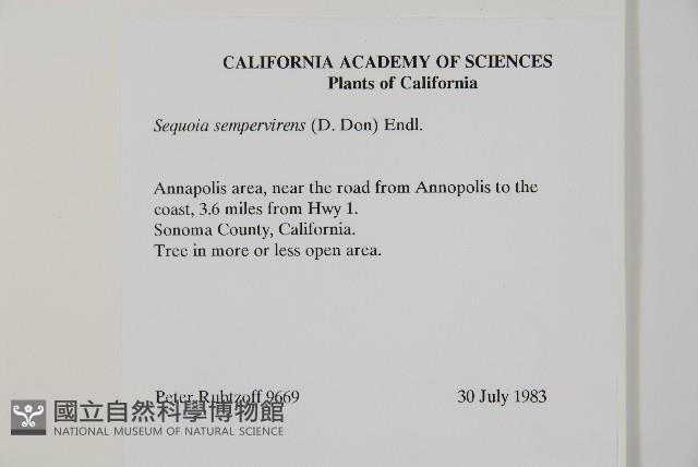 長葉世界爺藏品圖，第2張