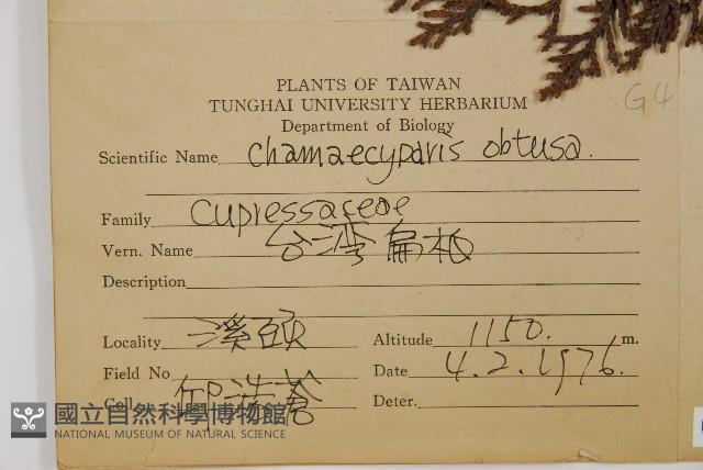 日本扁柏藏品圖，第2張