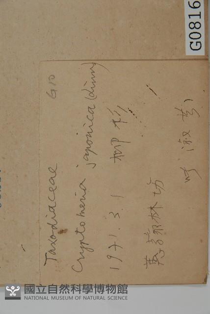 柳杉藏品圖，第2張