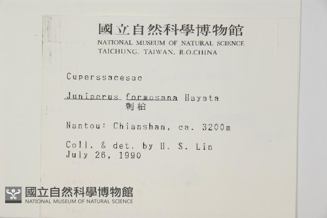 刺柏藏品圖，第2張