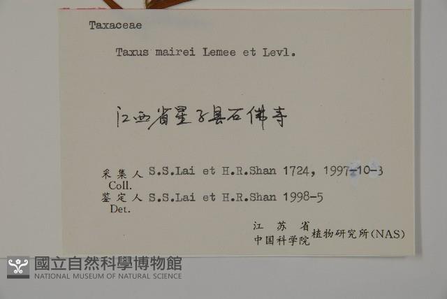 臺灣紅豆杉藏品圖，第2張