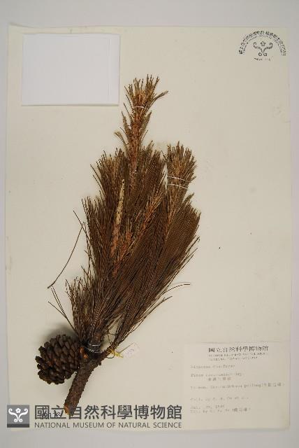 臺灣二葉松藏品圖，第1張